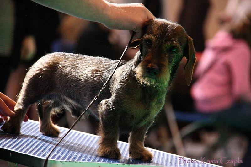 Crufts2011_2 761.jpg